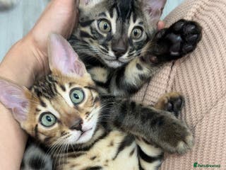 Bengal cats 🌟pedigree bengal kittens🌟 - Advert 10