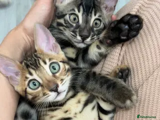 Bengal cats 🌟pedigree bengal kittens🌟 - Advert 6