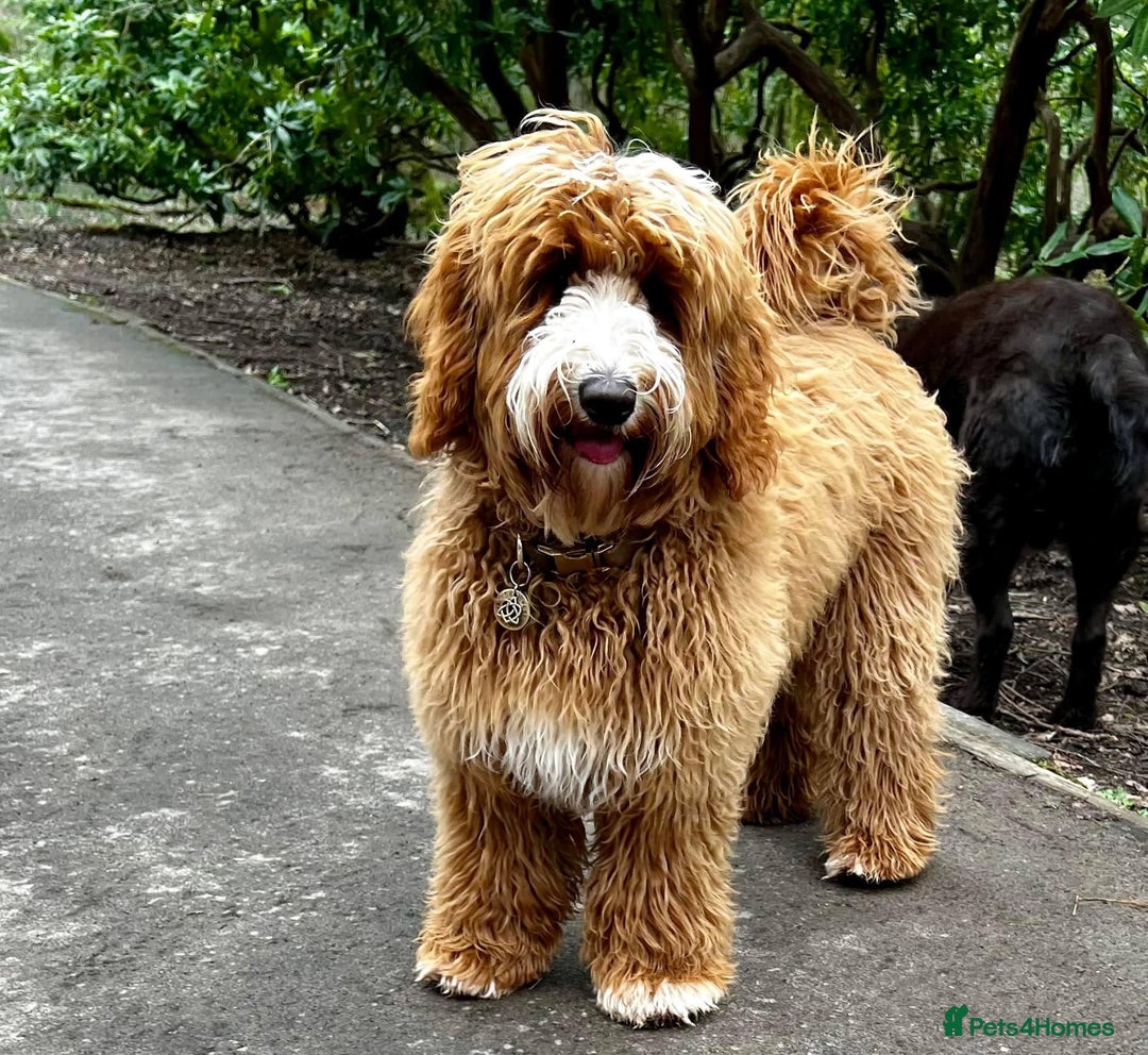 Australian Labradoodle dogs for sale: WALA Registered Australian Labradoodle Puppies - Advert 8