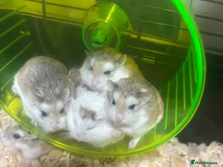 Hamster rodents 10 Month Old Robo Hamsters Looking for Loving Home - Advert 12