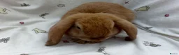 Dwarf Lop rabbits for sale: Beautiful Dwarf Lop Bunnies - Advert 15