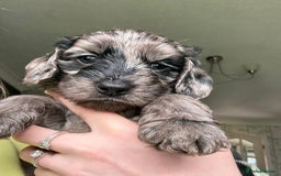 Cockapoo dogs for sale: Adorable Cockapoo Puppies - Image 6