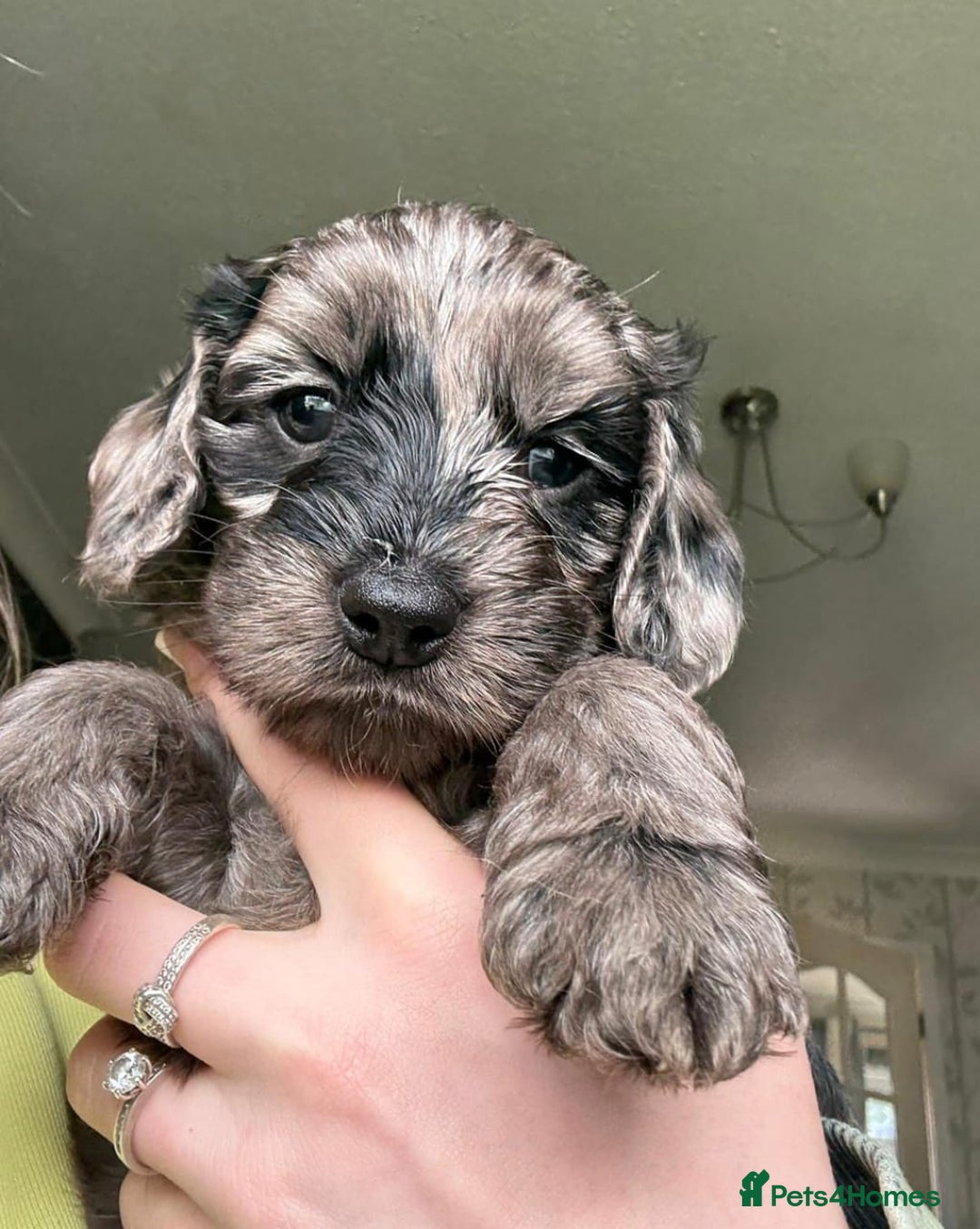 Cockapoo dogs for sale: Adorable Cockapoo Puppies - Image 6