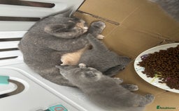 British Shorthair cats for sale: 🌟GCCF Registered Kittens, Ready 21st August🌟 in Abergavenny - Image 16