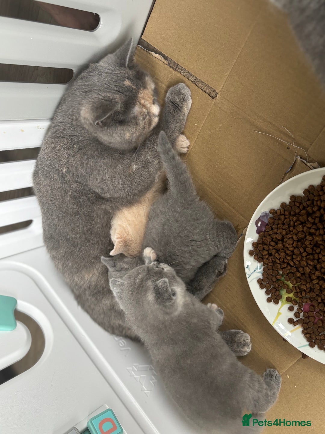 British Shorthair cats for sale: 🌟GCCF Registered Kittens, Ready 21st August🌟 in Abergavenny - Image 16