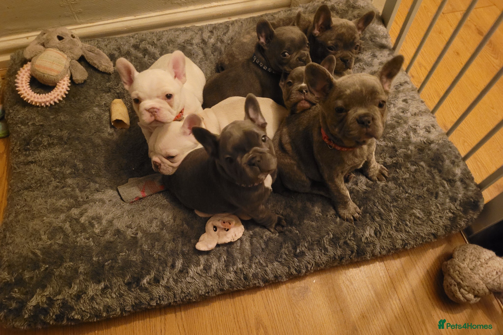French Bulldog dogs Frenchie babies looking for their forever homes - Advert 1