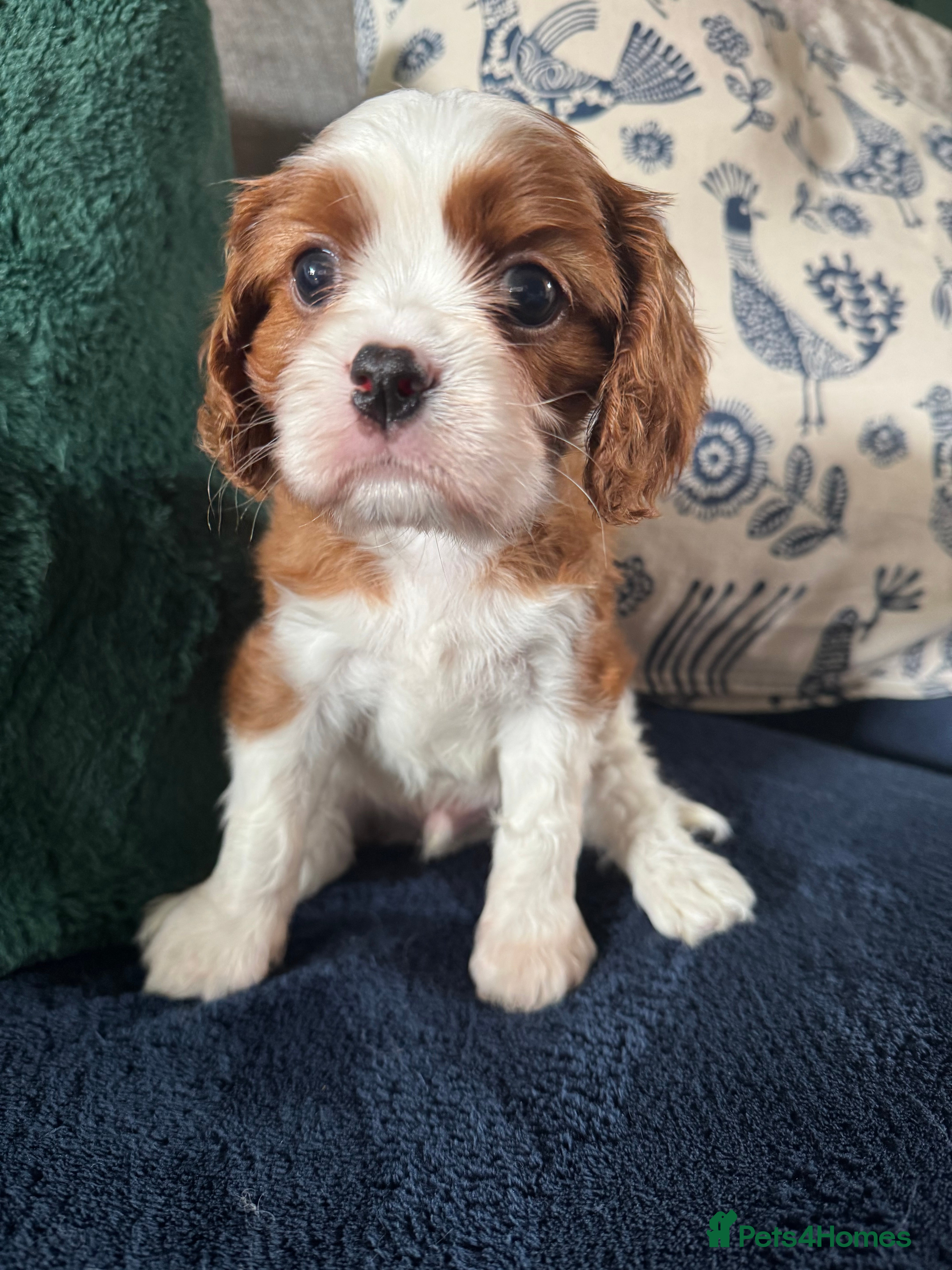 Cavalier King Charles Spaniel dogs KC Cavalier King Charles DNA 5* licensed home bred - Advert 2