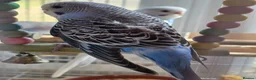 Budgerigars birds for sale: Beautiful Baby Budgies - Advert 9