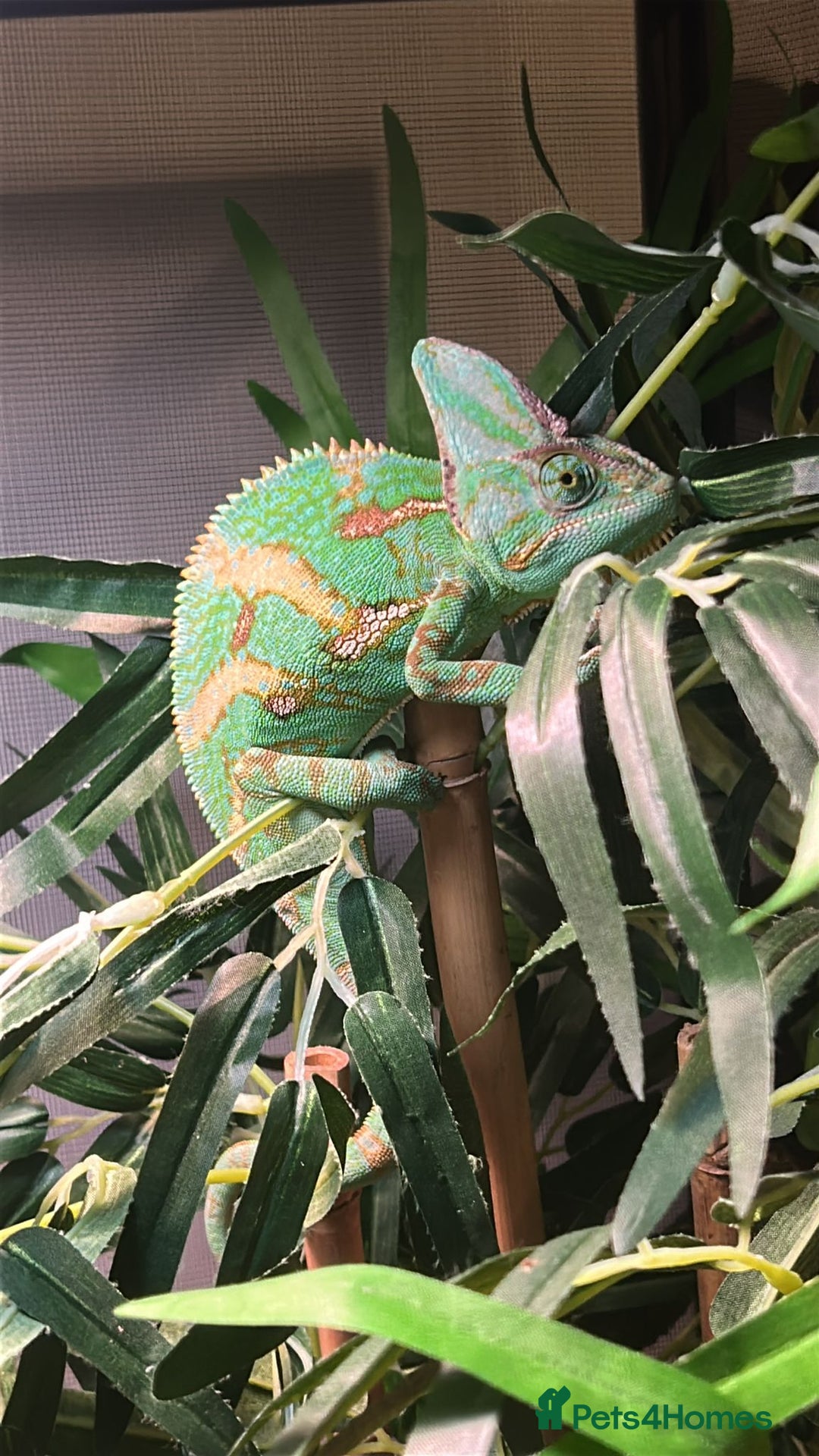 Chameleon reptiles for sale: Male chameleon loki  - Image 6