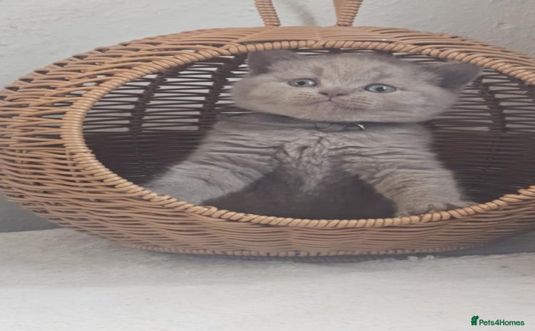 British Shorthair cats - Advert 10