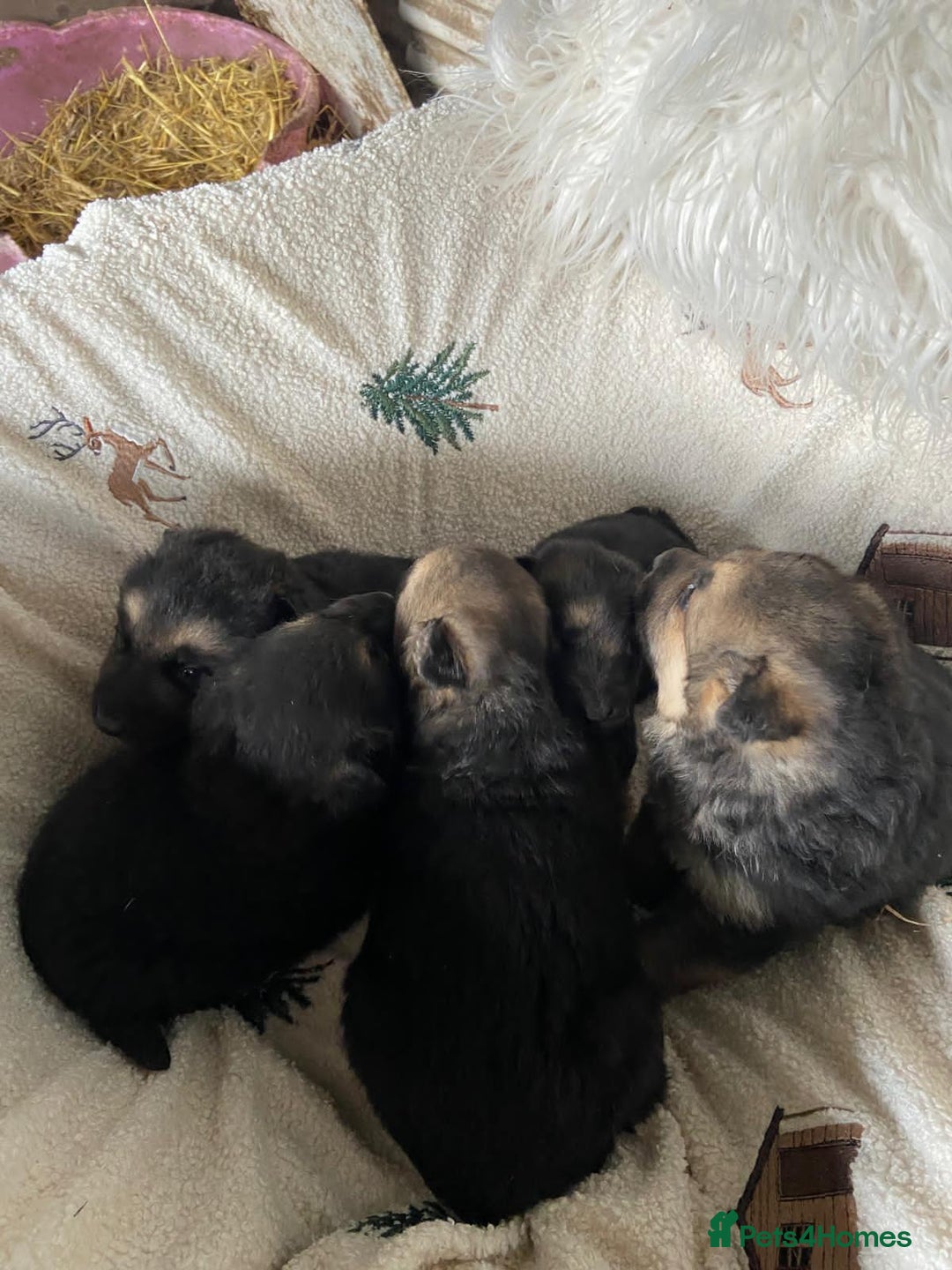 German Shepherd dogs for sale: German Shepherd Puppies - Advert 1