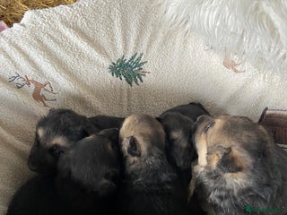 German Shepherd dogs German Shepherd Puppies - Advert 1