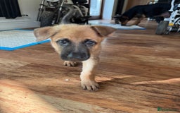 Mixed Breed dogs for sale: Beautiful Inca & handsome Nanuq PUPDATE x4 - Image 35