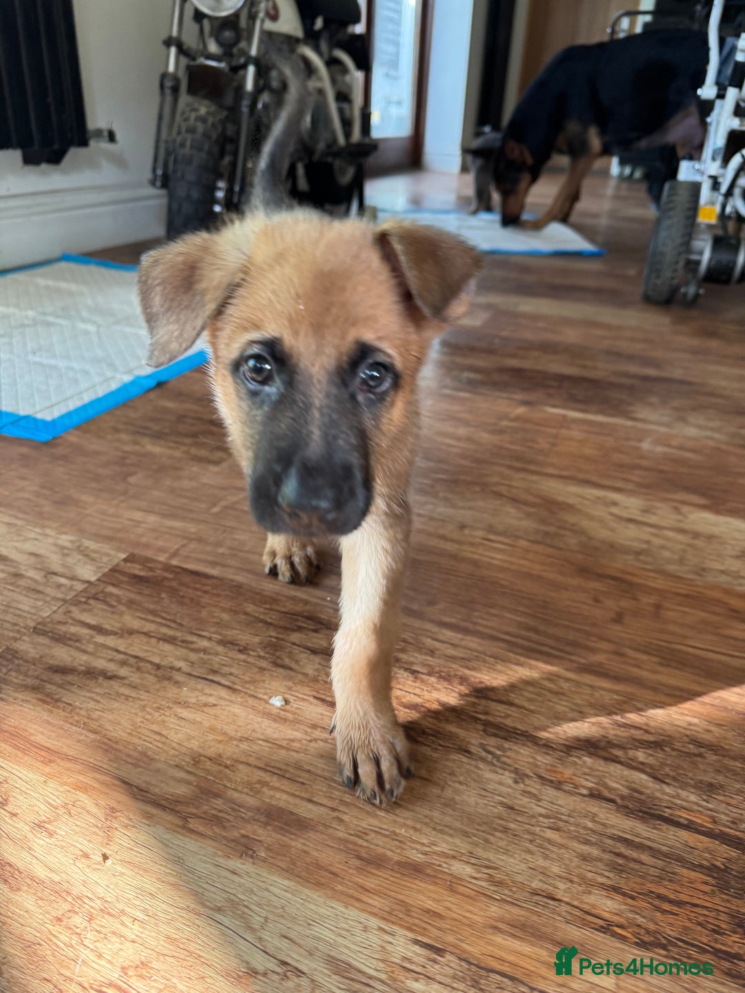 Mixed Breed dogs for sale: Beautiful Inca & handsome Nanuq PUPDATE x4 - Image 35