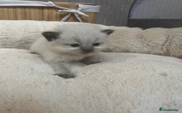 Mixed Breed cats for sale: Ragdolls/Persian Perdolls kittens  - Image 7