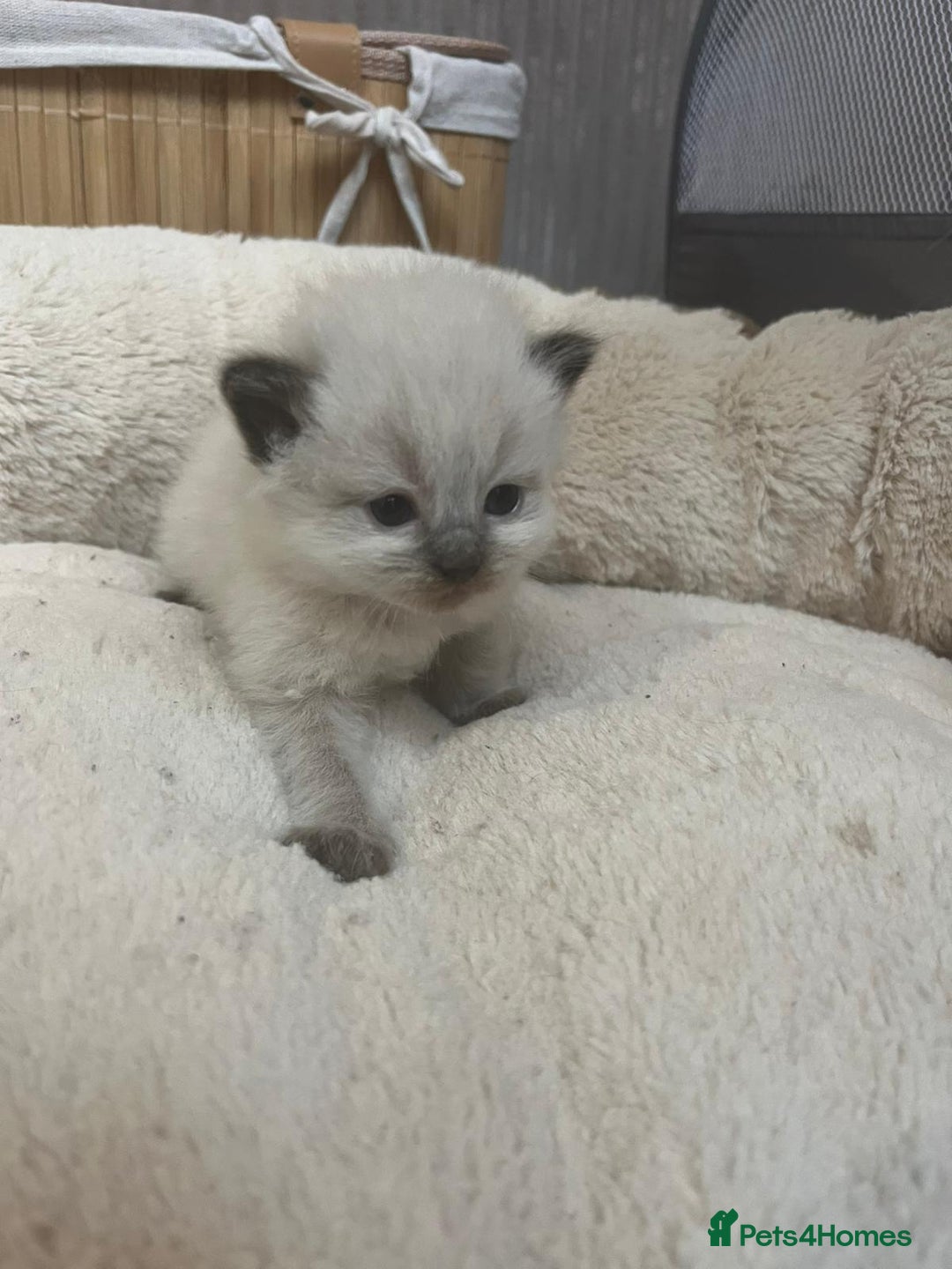 Mixed Breed cats for sale: Ragdolls/Persian Perdolls kittens  - Image 7