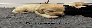 Boy - orange collar