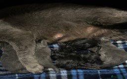 Russian Blue cats for stud: TICA & GCCF Genetically tested Russian Blue Stud in Northampton - Image 7