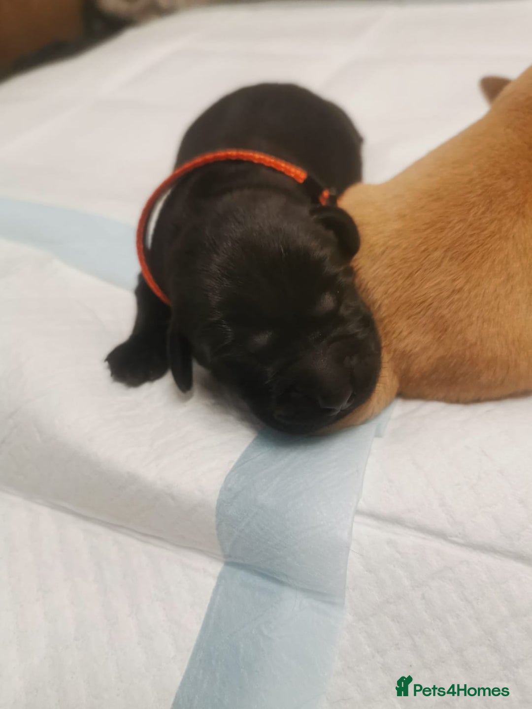 Labrador Retriever dogs for sale: KC Registered Fox Red and Black Labrador Puppies  - Advert 2