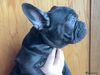 French Bulldog dogs Lovely 1 French Bulldog Girl 🐶 & 2 Boys 🐶❤️ - Advert 9