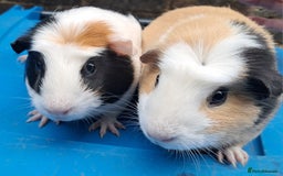 Guinea Pig rodents for sale: Adult female guinea pigs for sale  - Image 7