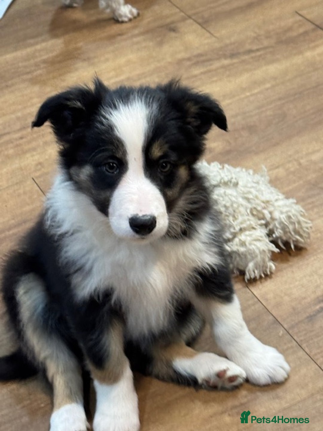 Border Collie dogs for sale: KC Registered Border Collie puppies - Advert 1