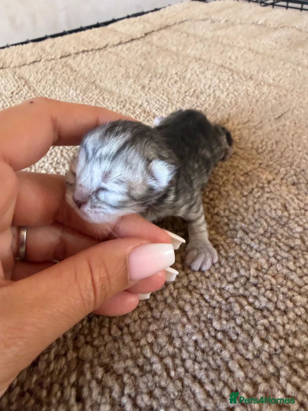 British Shorthair cats for sale: Silver snow British shorthair  - Advert 9