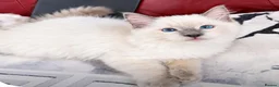 Ragdoll cats for sale: Beautiful Ragdoll kittens  - Advert 10