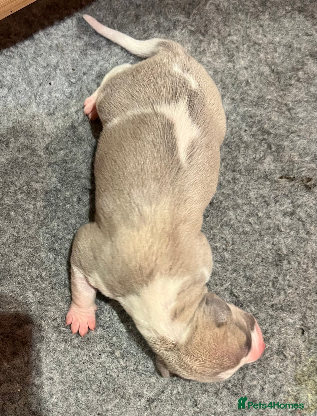 Whippet dogs for sale: Whippet puppies for sale - Advert 6