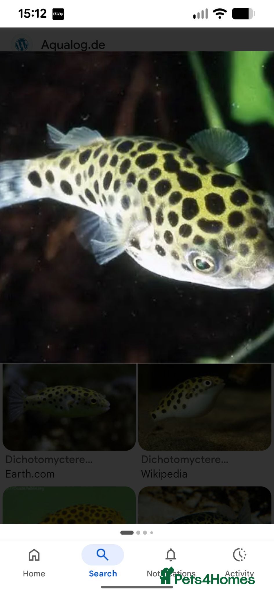 Pufferfish fish Green spotted puffer fish  - Advert 1