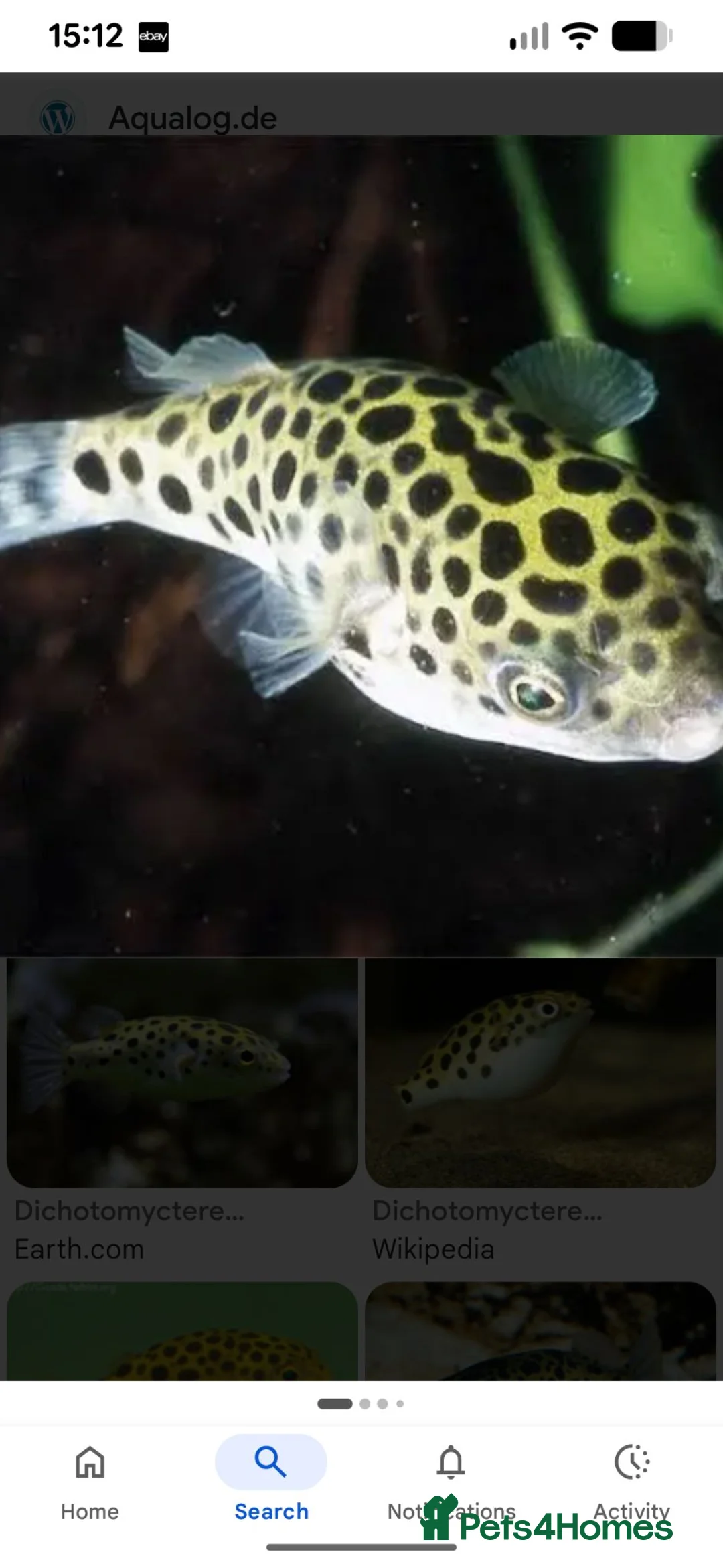 Pufferfish fish for sale: Green spotted puffer fish  - Advert 1