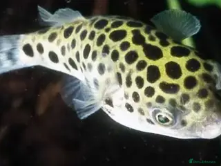 Pufferfish fish Green spotted puffer fish - Advert 1