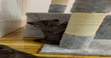 British Shorthair cats - Advert 1