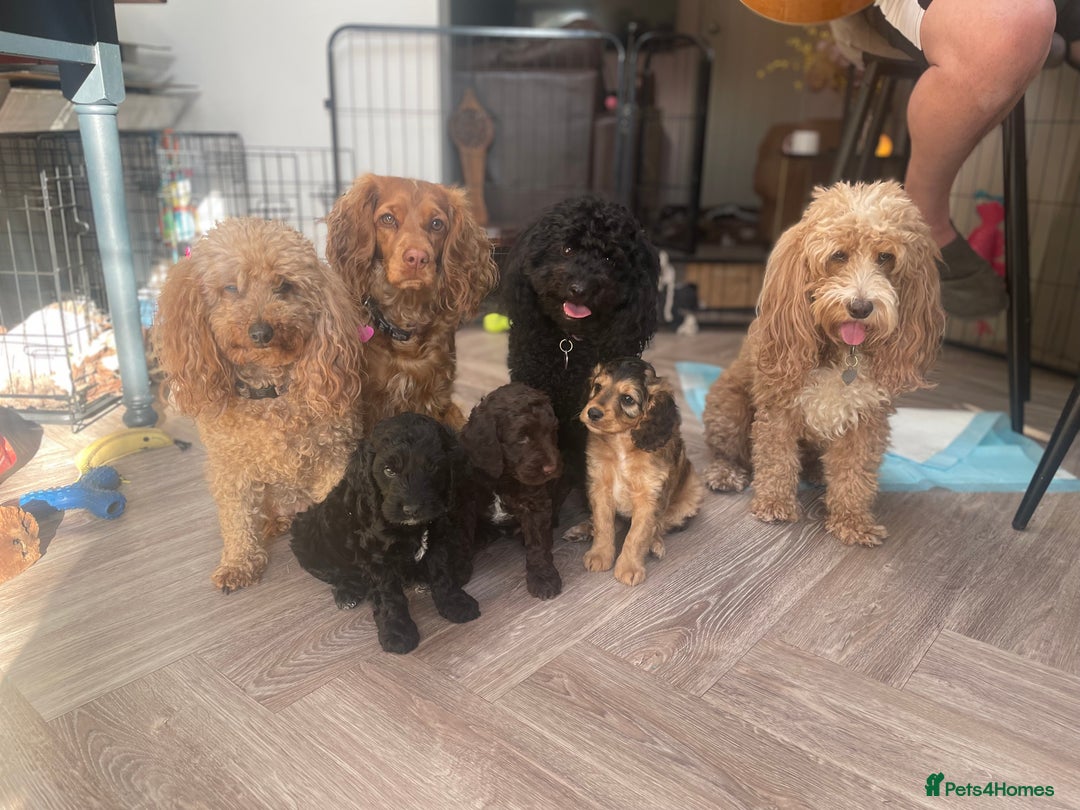 Cockapoo dogs for sale: Cockapoo  - Image 10