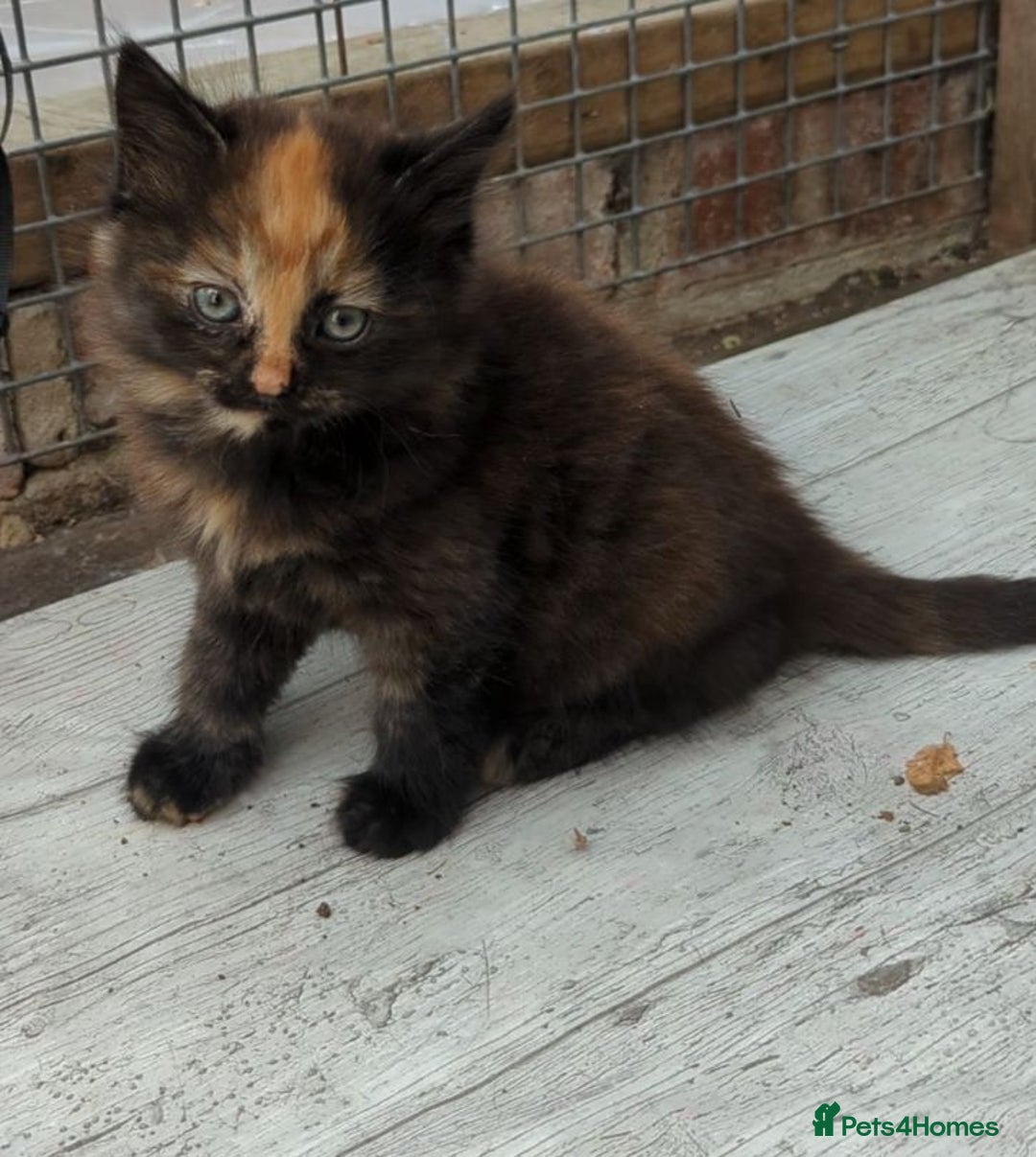 Mixed Breed cats for sale: Premium kittens for sale - Image 19