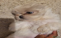 Shih Tzu dogs for sale: Ready now 🥰 Last Imperial ShihTzu Lavender Girl.  - Image 11
