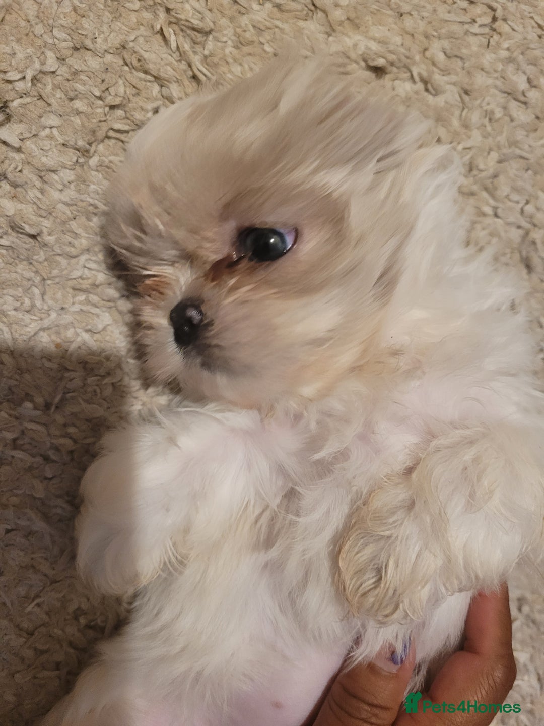 Shih Tzu dogs for sale: Ready now 🥰 Last Imperial ShihTzu Lavender Girl.  - Image 11