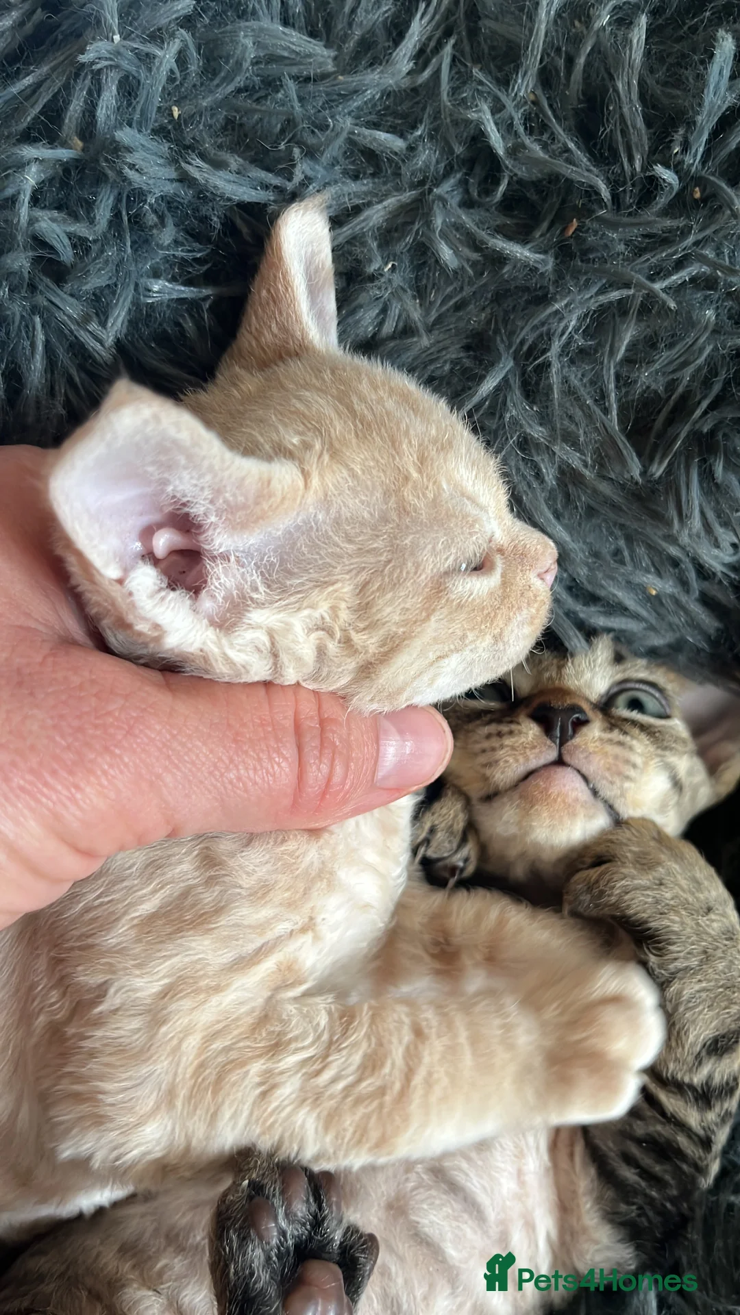 Devon Rex cats for sale: Devon Rex Kittens-Indoor Raised & Social - Advert 14
