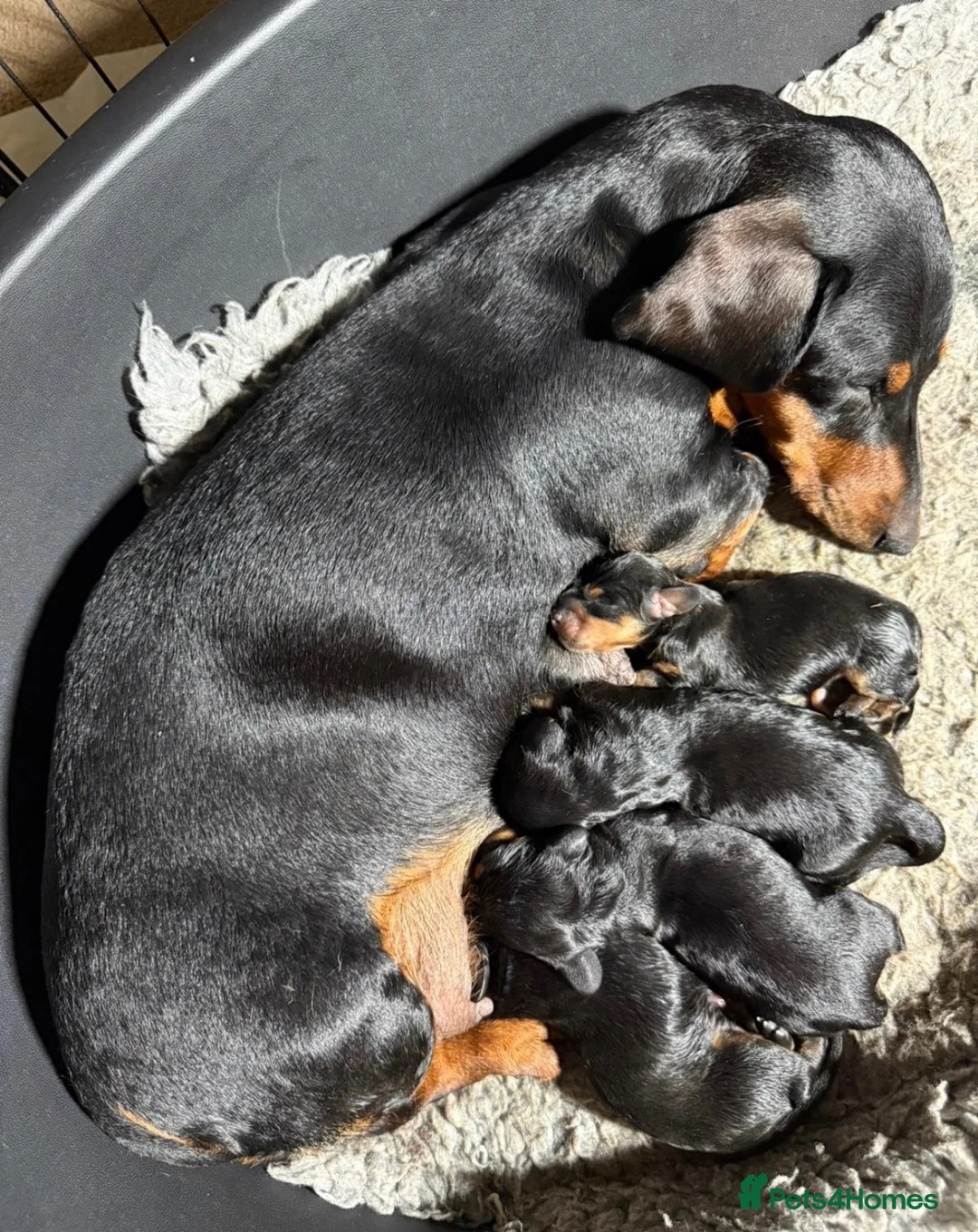 Miniature Dachshund dogs for sale: Absolutely stunning miniature Dacshund pups - Advert 6