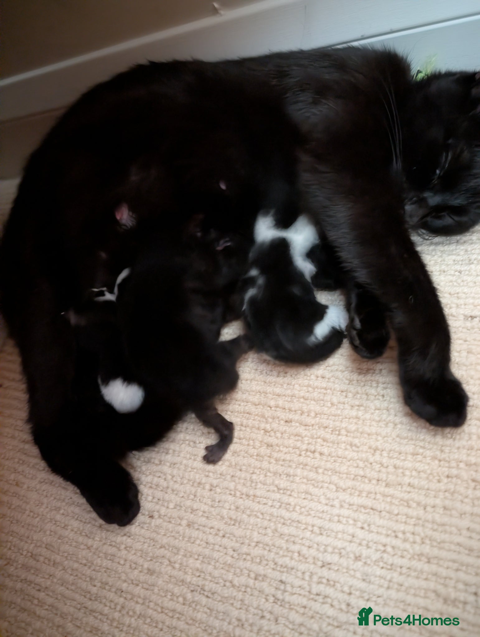 Mixed Breed cats cute little kittens will be looking for  home soon - Advert 6