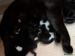 Mixed Breed cats cute little kittens will be looking for home soon - Advert 3