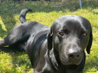 Labrador Retriever dogs Black pedigree Labrador for stud - Advert 1