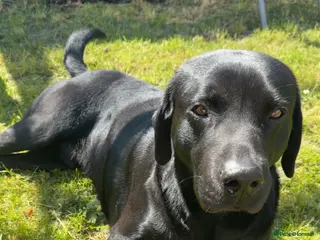 Labrador Retriever dogs Black pedigree Labrador for stud - Advert 5