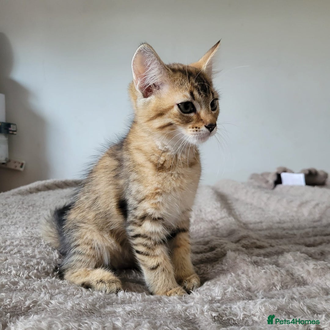 Bengal cats for sale: 3 black and 3 bengal kittens (1 male) - Image 8