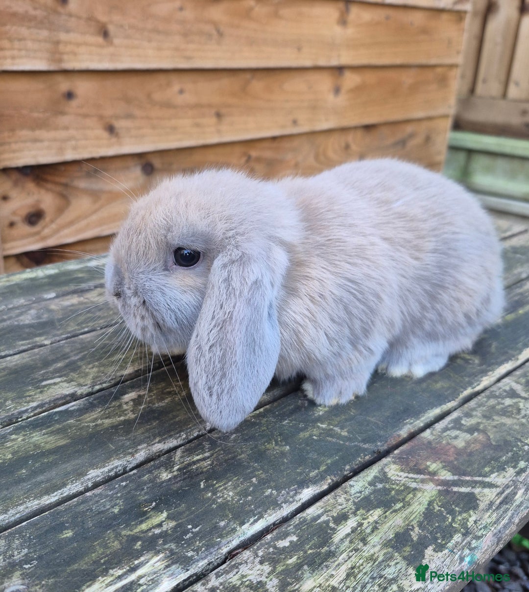 Mini Lop rabbits for sale: Mini lop babies - Advert 4