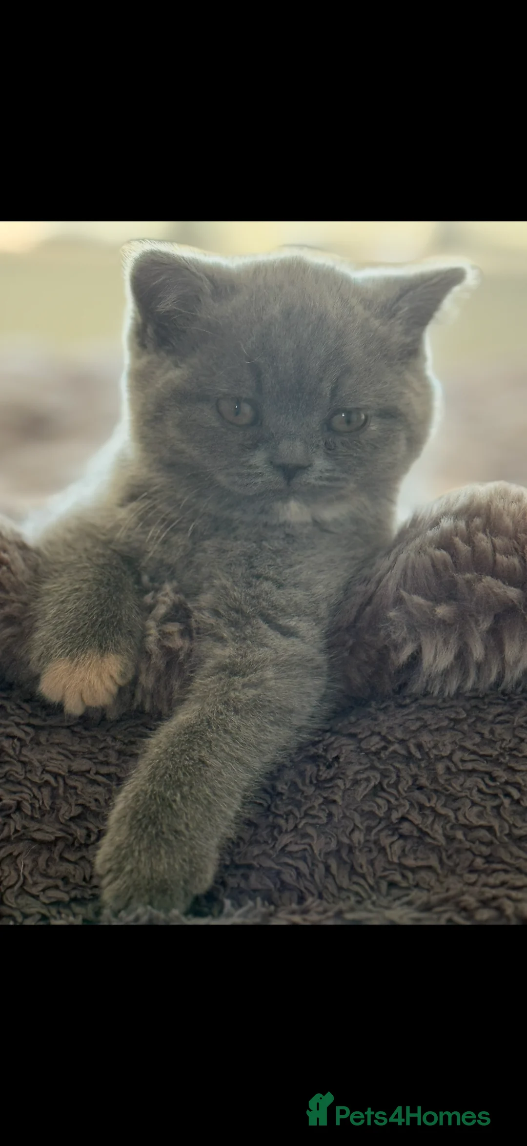 British Shorthair cats for sale: Blue Cream BSH Girl Available 🩷 - Advert 3