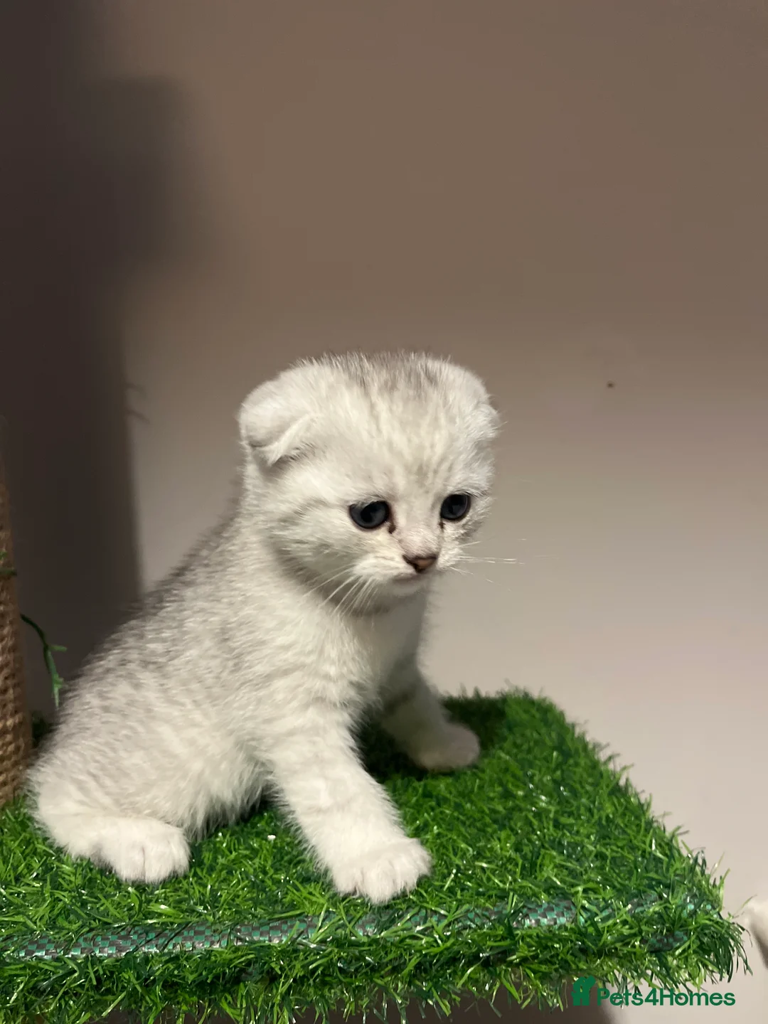 Scottish Fold cats for sale: Scottish fold kittens - Advert 8