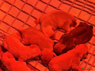 French Bulldog dogs Outstanding KC registered French Bulldog puppies - Advert 6