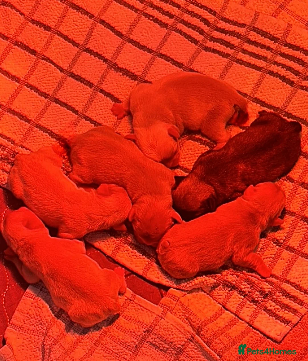 French Bulldog dogs for sale: READY NOW KC registered French Bulldog puppies - Advert 5