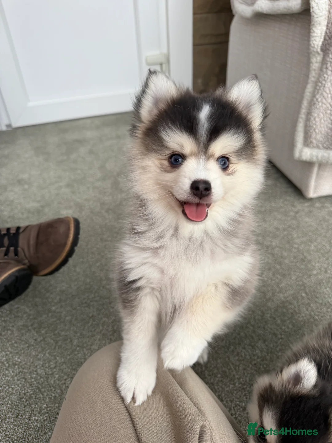 Pomsky dogs for sale: F3 Pomsky Puppies - ready now :)  - Advert 7